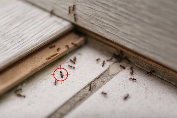  Thief River Falls, MN Pest Control Pros