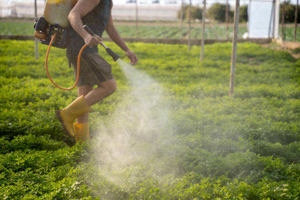 Best Affordable Pest Control Services  in Thief River Falls, MN